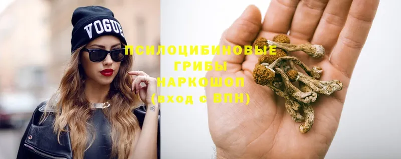 где можно купить   Волхов  Псилоцибиновые грибы Psilocybe 