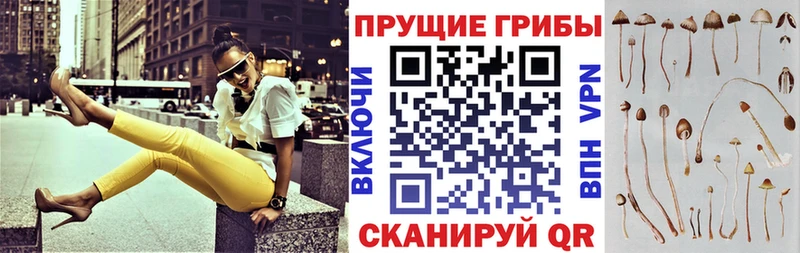 Псилоцибиновые грибы Cubensis  как найти закладки  Волхов 