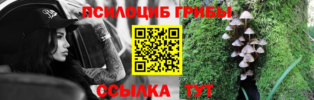 Волхов  Галлюциногенные грибы Cubensis  Вход с VPN 